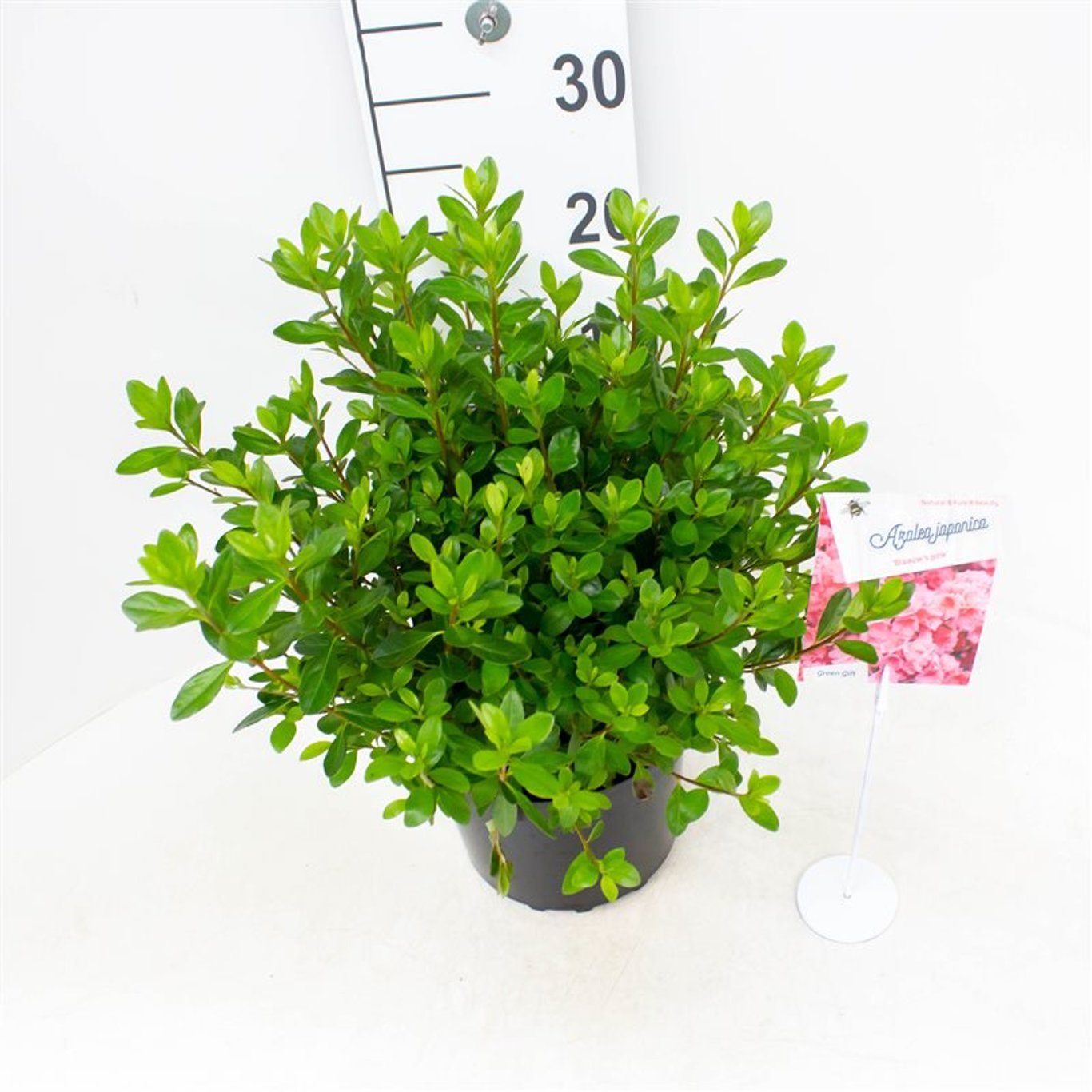 Rhododendron – Rhododendron (AJ); 'Blaauw's Pink' - C4 25-30 CM